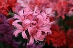 ユリネの花の画像