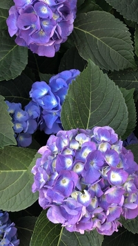 紫陽花のお花画像